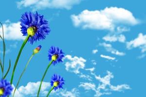 fleurs bleuets sur fond de ciel bleu avec des nuages photo