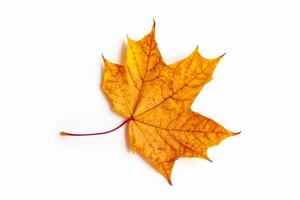 feuilles d'automne aux couleurs vives photo