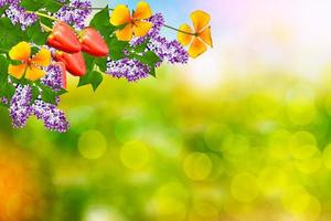 bouquets de fleurs de lilas photo