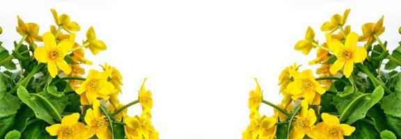 fleurs de printemps jaune vif sur fond blanc. photo