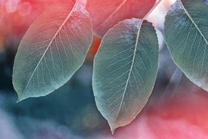 paysage d'automne avec un feuillage coloré et lumineux. été indien. photo