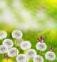 fleurs de pissenlit moelleuses sur fond de paysage printanier. papillon photo