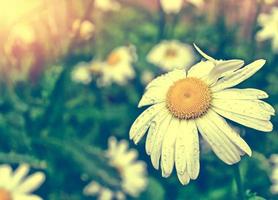 marguerites de fleurs sauvages. paysage d'été. fleurs de camomille blanche photo