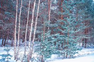 forêt d'hiver gelée avec des arbres couverts de neige. photo