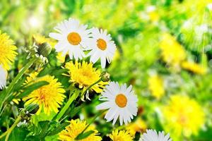 paysage d'été. fleurs sauvages marguerites et pissenlits photo