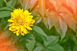dahlia de fleurs aux couleurs vives photo