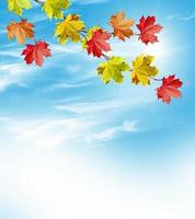 paysage d'automne. belles feuilles. arbres colorés photo