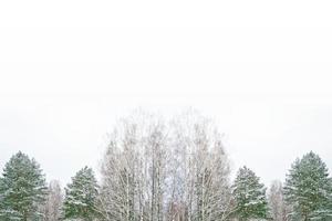 forêt d'hiver gelée avec des arbres couverts de neige. photo