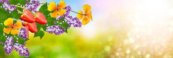 bouquets de fleurs de lilas photo