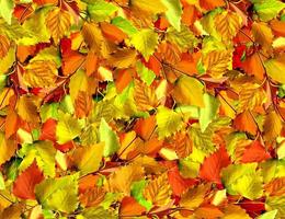 feuilles d'automne de bouleau photo