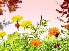 souci de fleurs lumineuses colorées dans le contexte du paysage d'été. photo