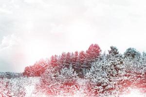 chutes de neige dans la forêt. paysage d'hiver photo