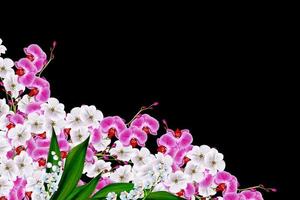 fleurs muguet photo