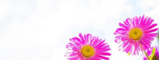 fleurs d'aster colorées sur fond de paysage d'automne photo