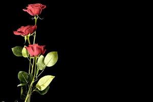 cinq roses rouges sur fond noir. fond floral photo