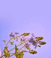 fleurs sauvages me-nots sur le fond du paysage d'été. photo