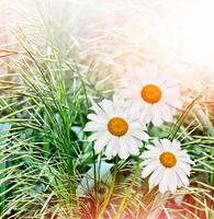 marguerites de fleurs sauvages. paysage d'été. photo