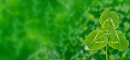 feuilles de trèfle vert sur fond de paysage d'été photo
