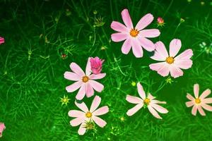 fleurs cosmos colorées sur fond de paysage d'été. photo