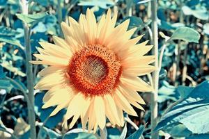 beau champ de tournesols en été. fleurs jaunes photo