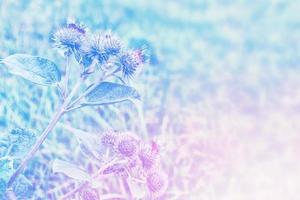 grande bardane en fleurs. arctium lappa photo