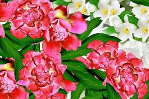 fleurs de printemps pivoines et jasmin photo