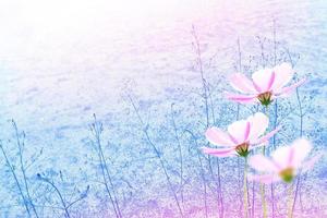 fleurs cosmos colorées sur fond de paysage d'été. photo