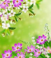 fleurs printanières colorées et lumineuses. fond fleuri. photo
