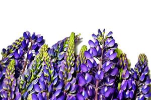 lupins bleus belles fleurs sur fond blanc photo