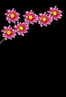 bouquet de fleurs chrysanthème photo