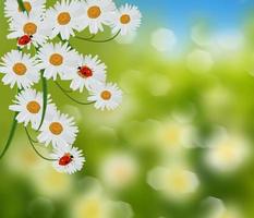 marguerites de fleurs sauvages. la nature. photo