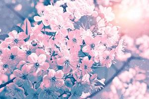branche de cerisier en fleurs. fleurs de printemps aux couleurs vives photo