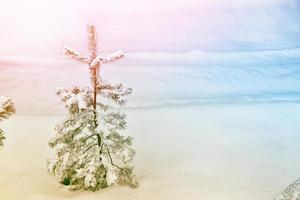 forêt d'hiver gelée avec des arbres couverts de neige. photo