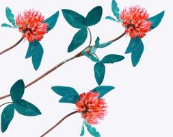 trèfle rouge sauvage. trifolium pratense photo