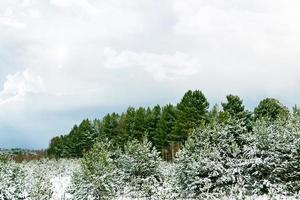 chutes de neige dans la forêt. paysage d'hiver photo