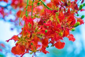 été poinciana phoenix est une espèce de plante à fleurs vivant dans les régions tropicales ou subtropicales. fleur de flamme rouge, poinciana royal photo