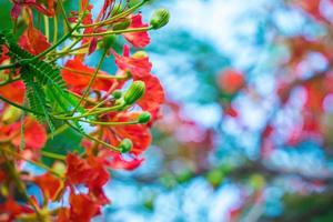 été poinciana phoenix est une espèce de plante à fleurs vivant dans les régions tropicales ou subtropicales. fleur de flamme rouge, poinciana royal photo