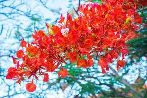 été poinciana phoenix est une espèce de plante à fleurs vivant dans les régions tropicales ou subtropicales. fleur de flamme rouge, poinciana royal photo