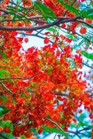 été poinciana phoenix est une espèce de plante à fleurs vivant dans les régions tropicales ou subtropicales. fleur de flamme rouge, poinciana royal photo