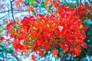 été poinciana phoenix est une espèce de plante à fleurs vivant dans les régions tropicales ou subtropicales. fleur de flamme rouge, poinciana royal photo