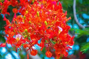 été poinciana phoenix est une espèce de plante à fleurs vivant dans les régions tropicales ou subtropicales. fleur de flamme rouge, poinciana royal photo