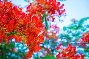 été poinciana phoenix est une espèce de plante à fleurs vivant dans les régions tropicales ou subtropicales. fleur de flamme rouge, poinciana royal photo