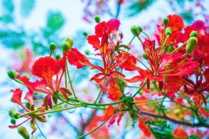 été poinciana phoenix est une espèce de plante à fleurs vivant dans les régions tropicales ou subtropicales. fleur de flamme rouge, poinciana royal photo