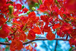 été poinciana phoenix est une espèce de plante à fleurs vivant dans les régions tropicales ou subtropicales. fleur de flamme rouge, poinciana royal photo