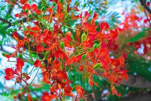 été poinciana phoenix est une espèce de plante à fleurs vivant dans les régions tropicales ou subtropicales. fleur de flamme rouge, poinciana royal photo