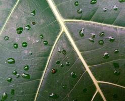 feuilles vertes avec des gouttes de rosée photo