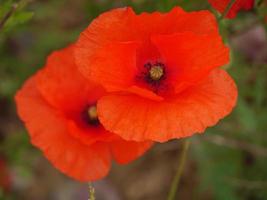 coquelicots en westphalie photo