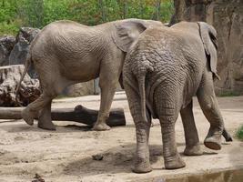 animaux du zoo photo