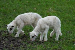 moutons dans le muensterland allemand photo