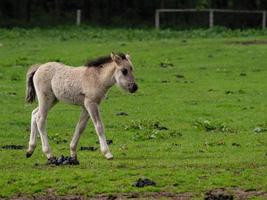 chevaux sauvages dans le muensterland allemand photo